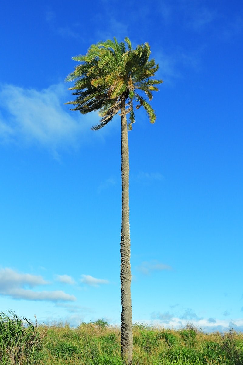 green coconut palm tree
